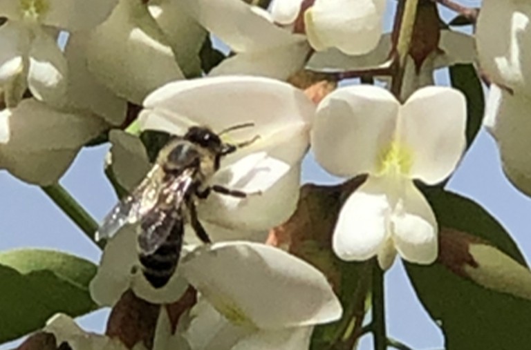 上等好蜜正當時——洋槐蜜（Acacia Honey）