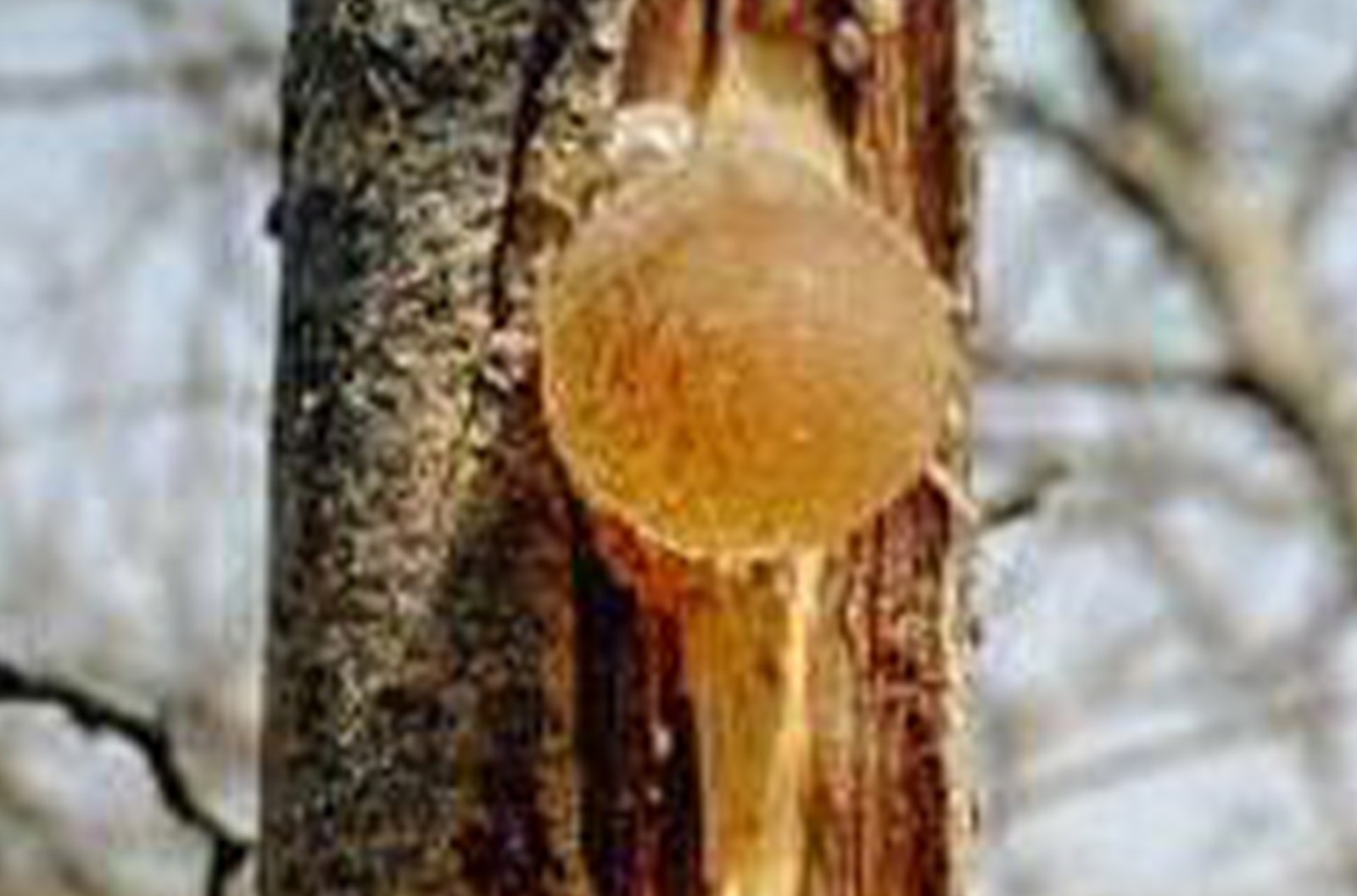 阿拉伯膠( ACACIA GUM) 糖果巧克力生產(chǎn)中典型的低卡路里原料之一